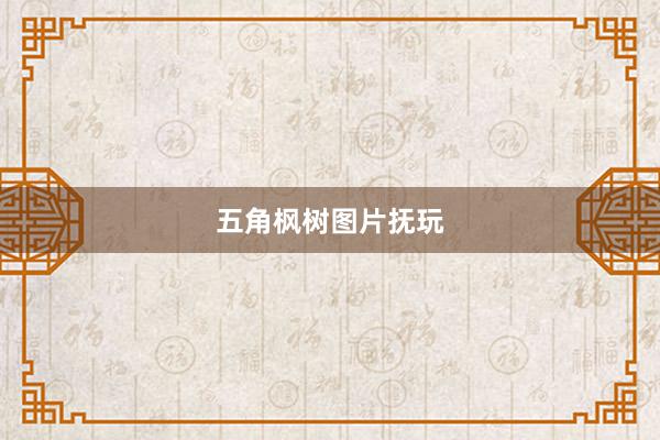 五角枫树图片抚玩