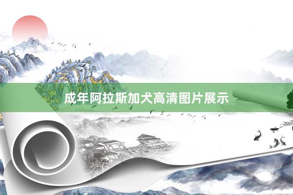 成年阿拉斯加犬高清图片展示